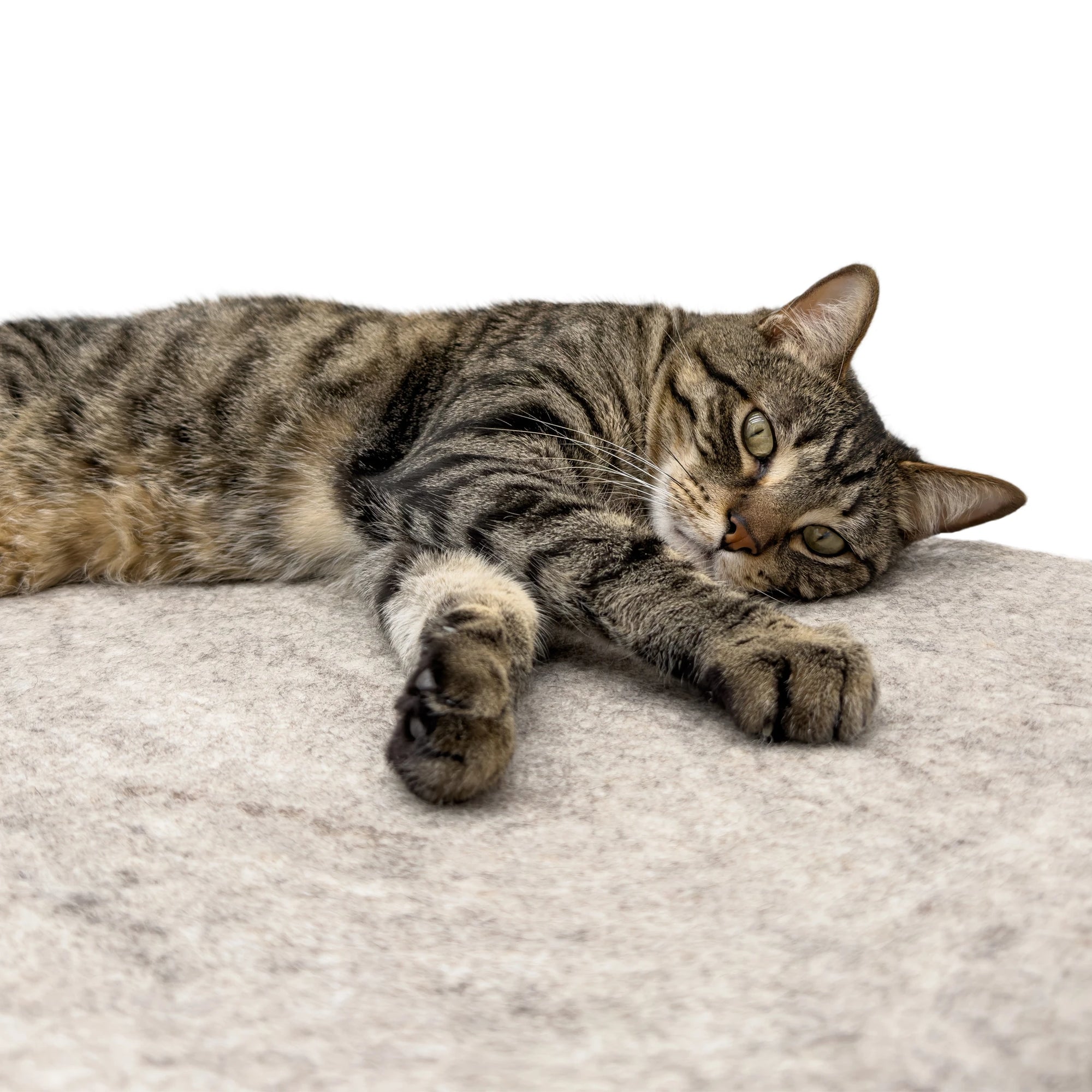 Tabby cat stretched out and relaxing on a round light brown felted wool cat bed on a white background.
