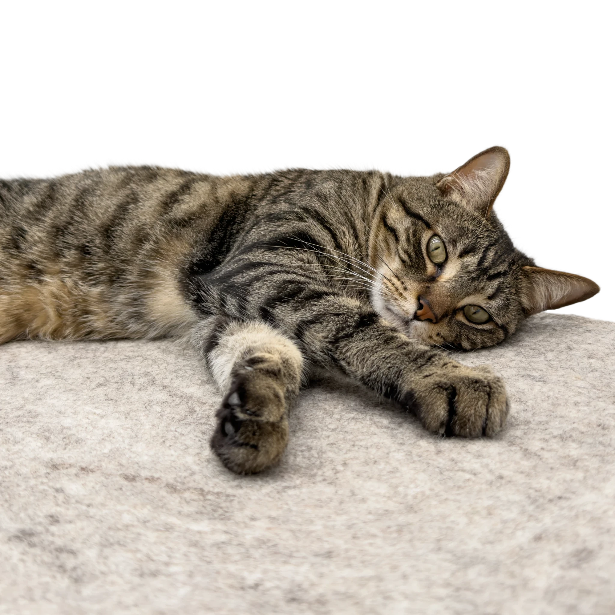 Tabby cat stretched out and relaxing on a round light brown felted wool cat bed on a white background.