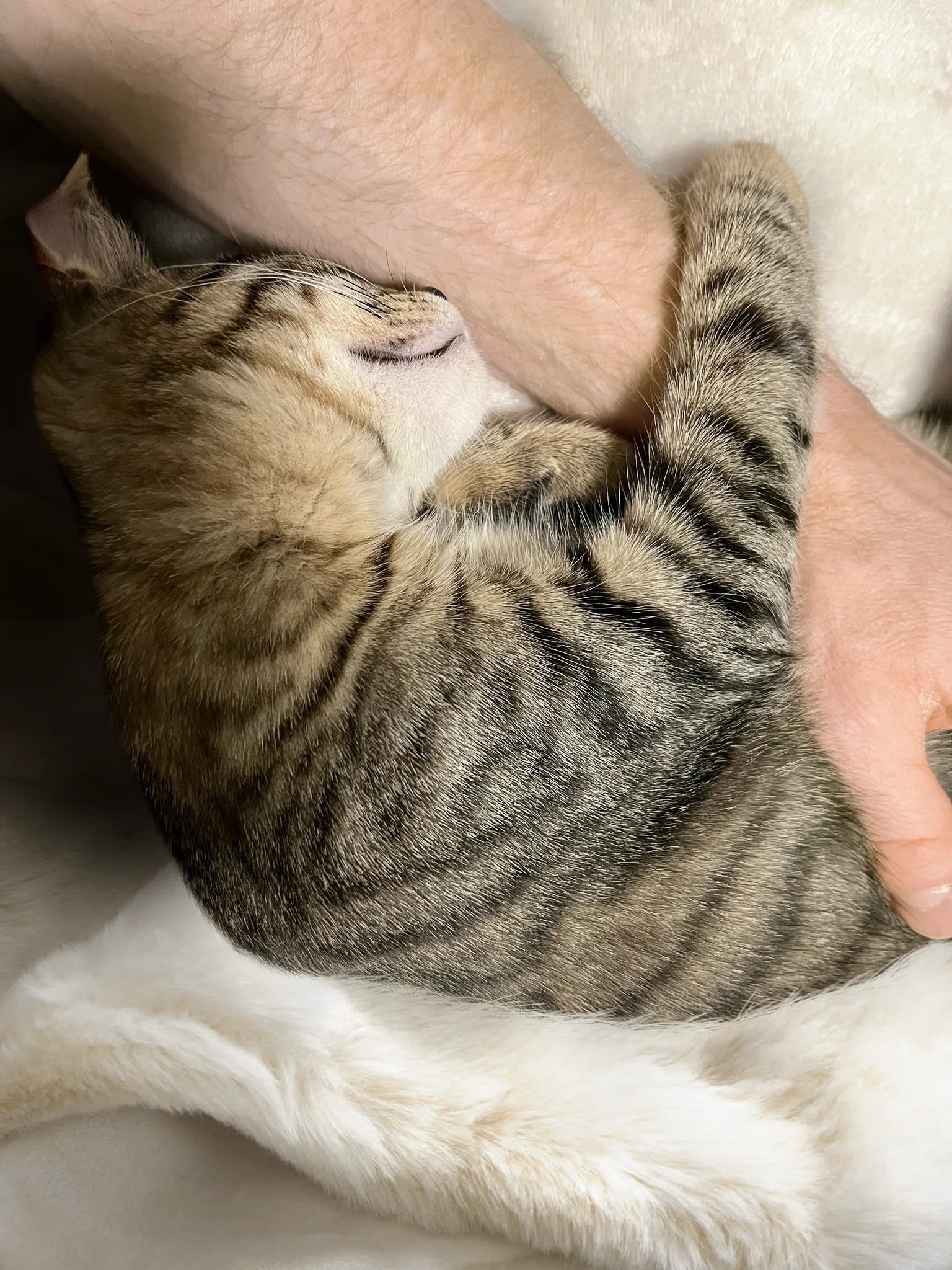 Kitten cuddling and hugging an arm while resting on a soft blanket, affectionate behind-the-scenes moment from Kitty Cat Habitat