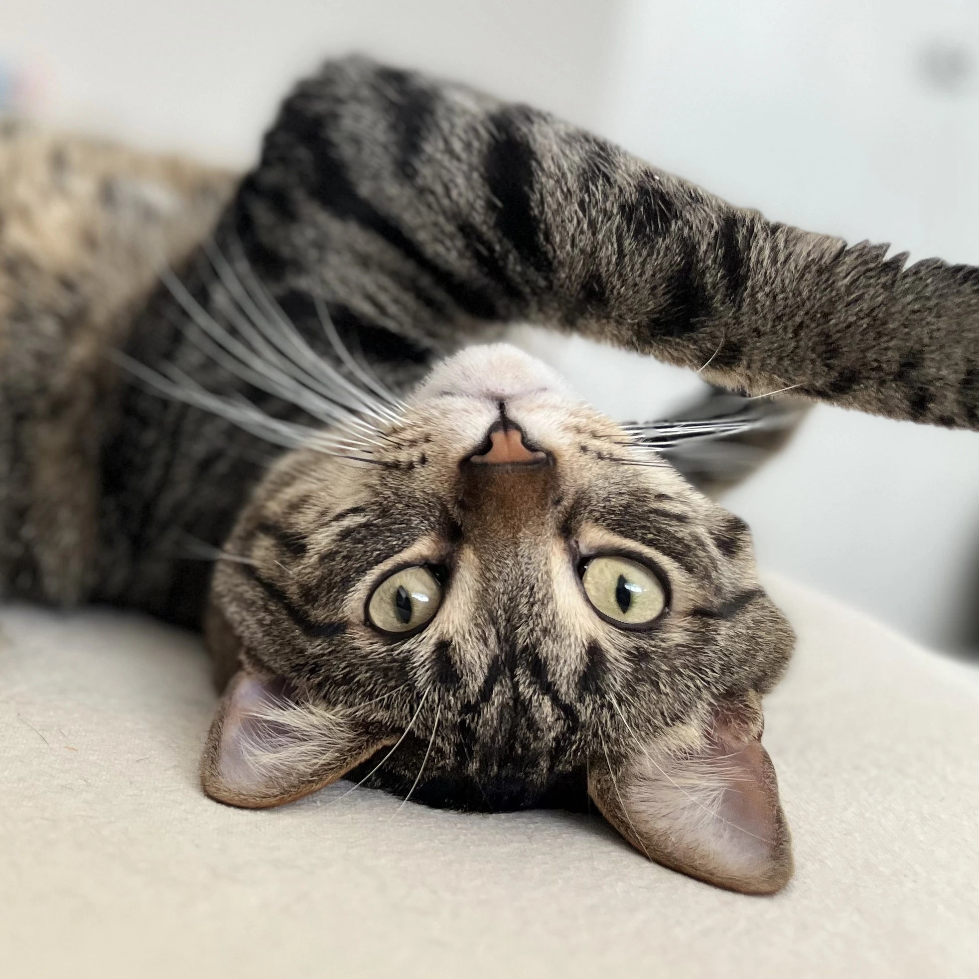 Playful tabby cat lounging upside down with paw raised, showing relaxed personality behind Kitty Cat Habitat