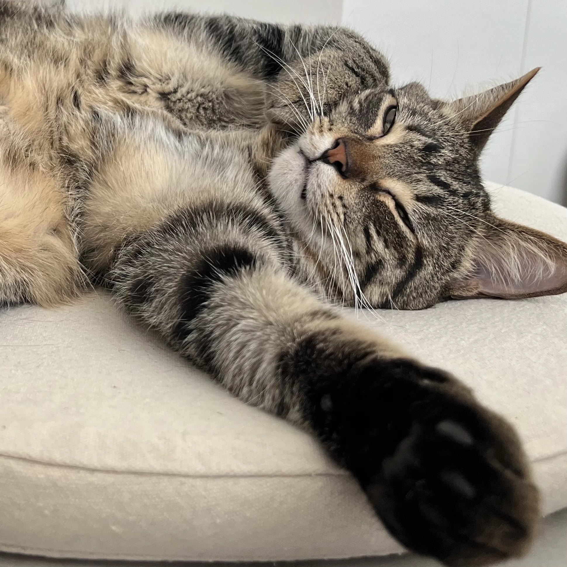 Sleeping tabby cat stretched out on a cushion with paw extended, calm cozy moment featured on Kitty Cat Habitat’s Our Story page