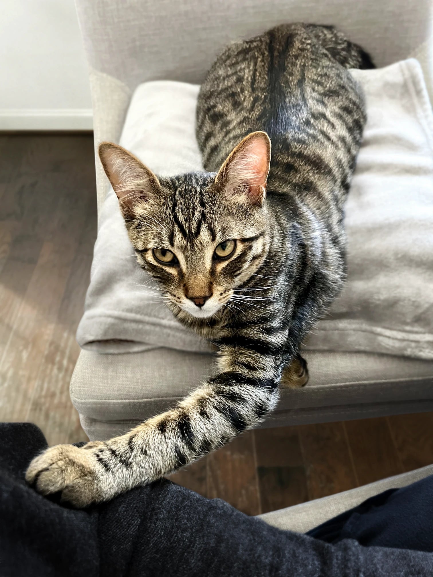 Tabby cat reaching a paw toward the camera while resting on a grey cushion.
