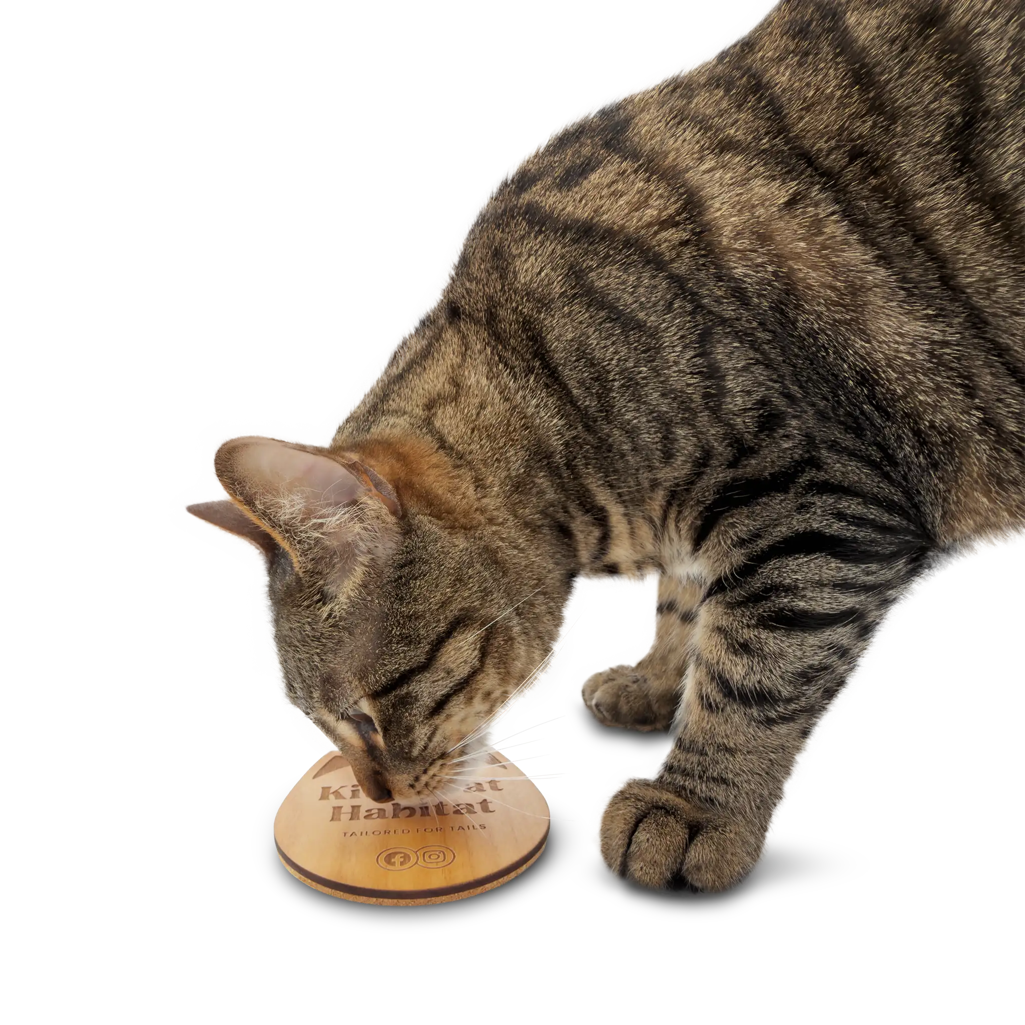 Tabby cat sniffing a single wooden cat head drink coaster on a light background.